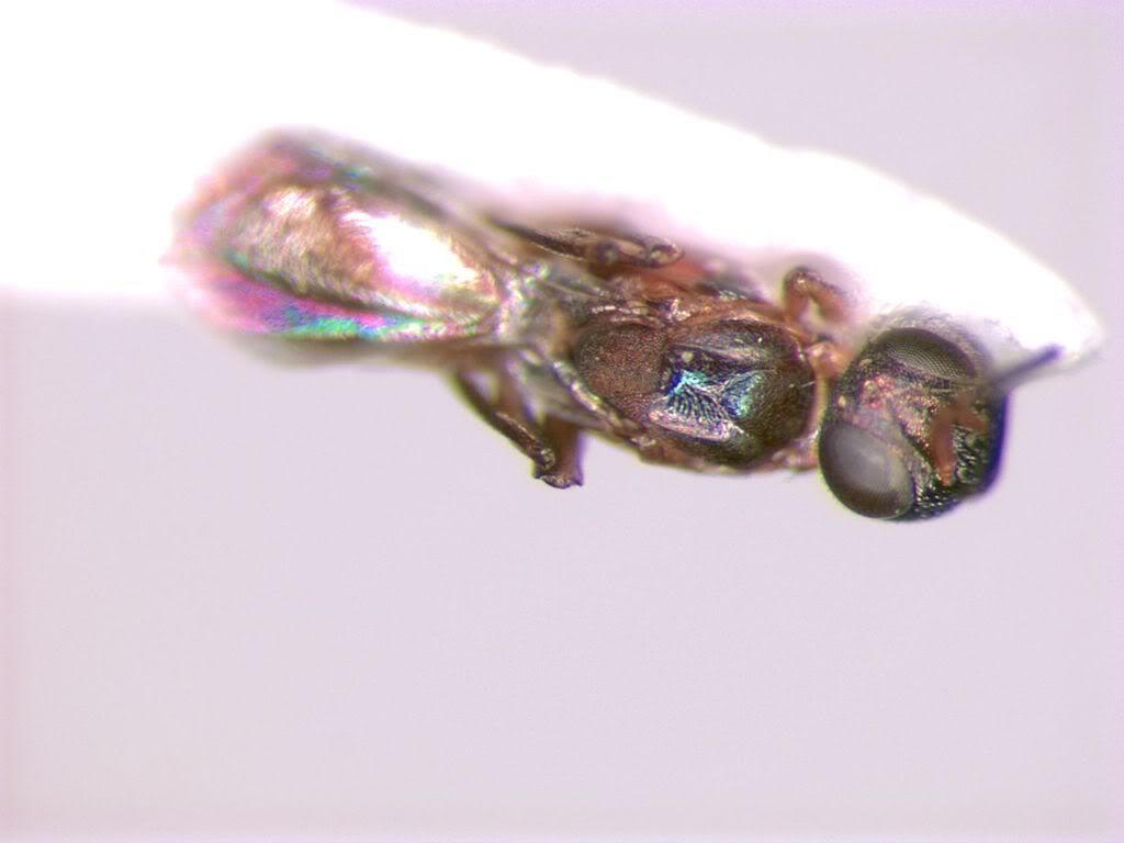 FI20Hymenoptera20top20view20UHCC20T.jpg