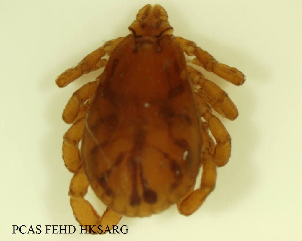 Rhipicephalus20sanguineus.jpg