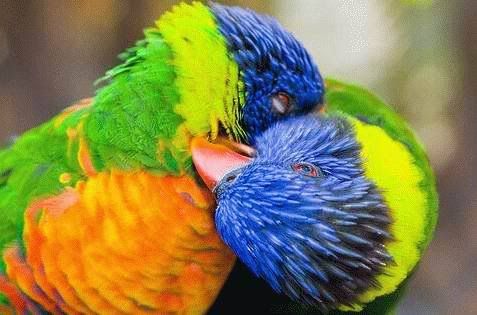 in_love_003.jpg