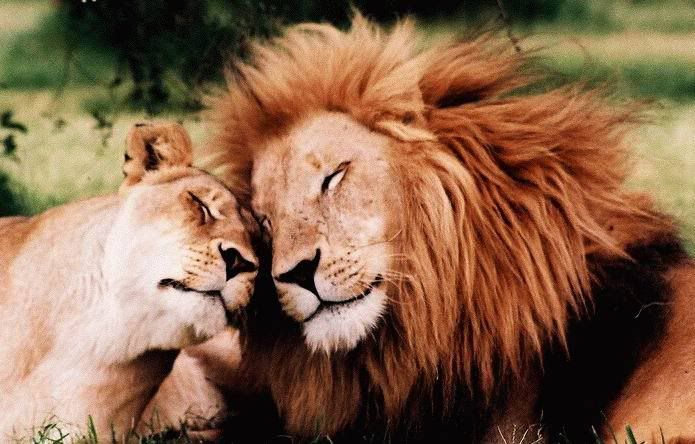 in_love_005.jpg