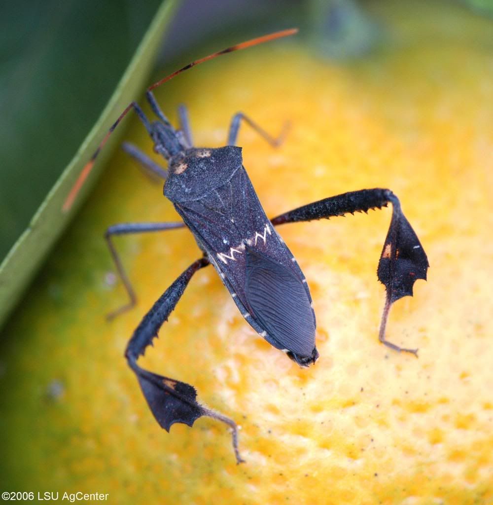 leaf20footed20plant20bug.jpg