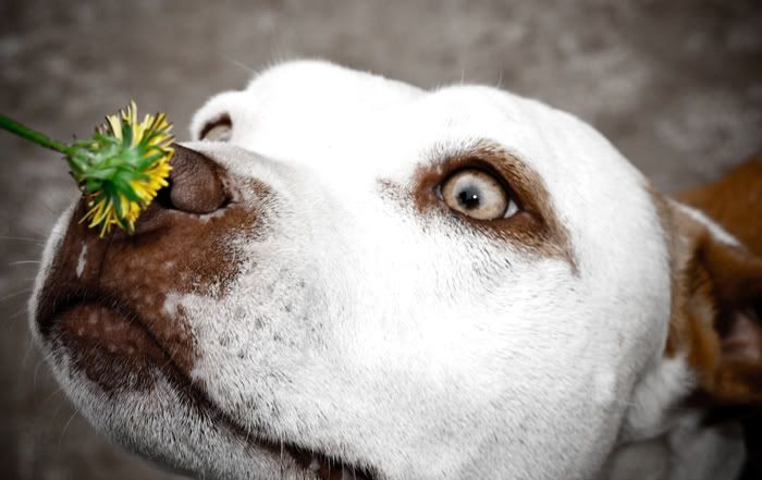 IMAGE: http://i252.photobucket.com/albums/hh29/aschen_engel3/IMG_1631-1-3.jpg