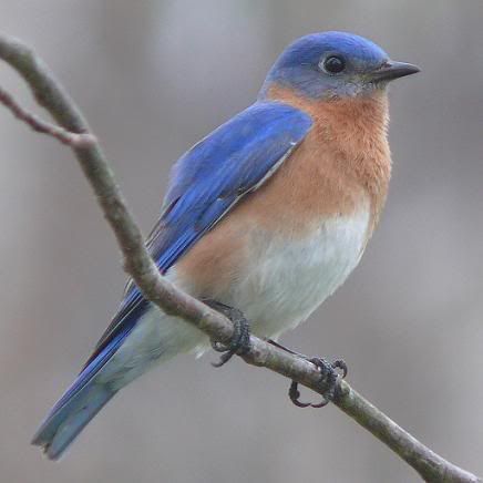 Eastern_Bluebird-27527-2.jpg