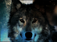 zolid3qn2.gif