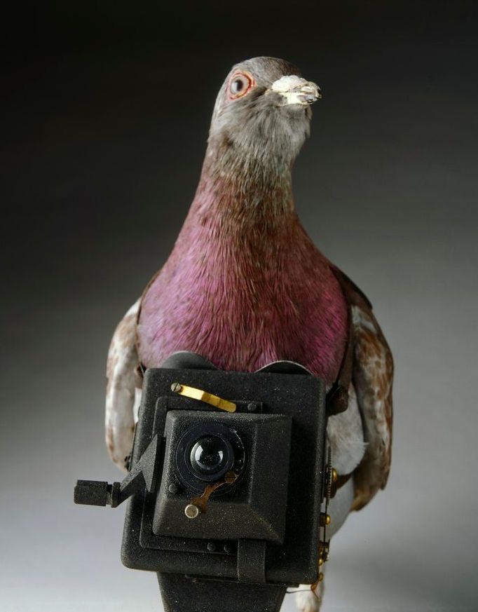 User Image