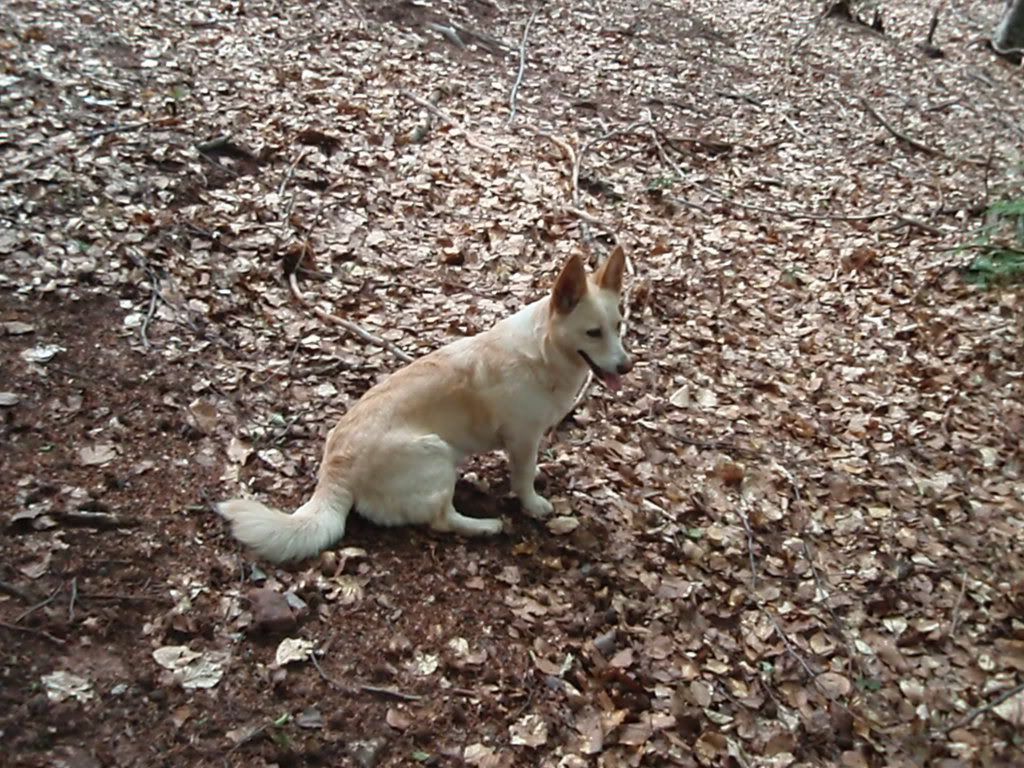 Качена снимка
