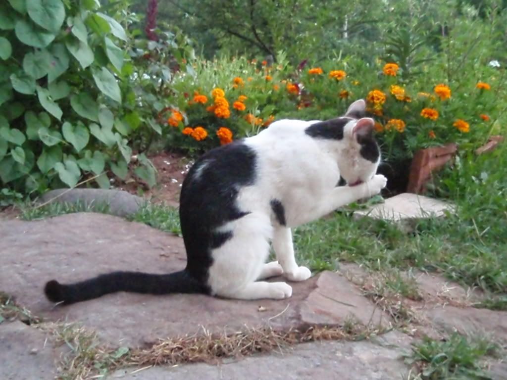 Качена снимка