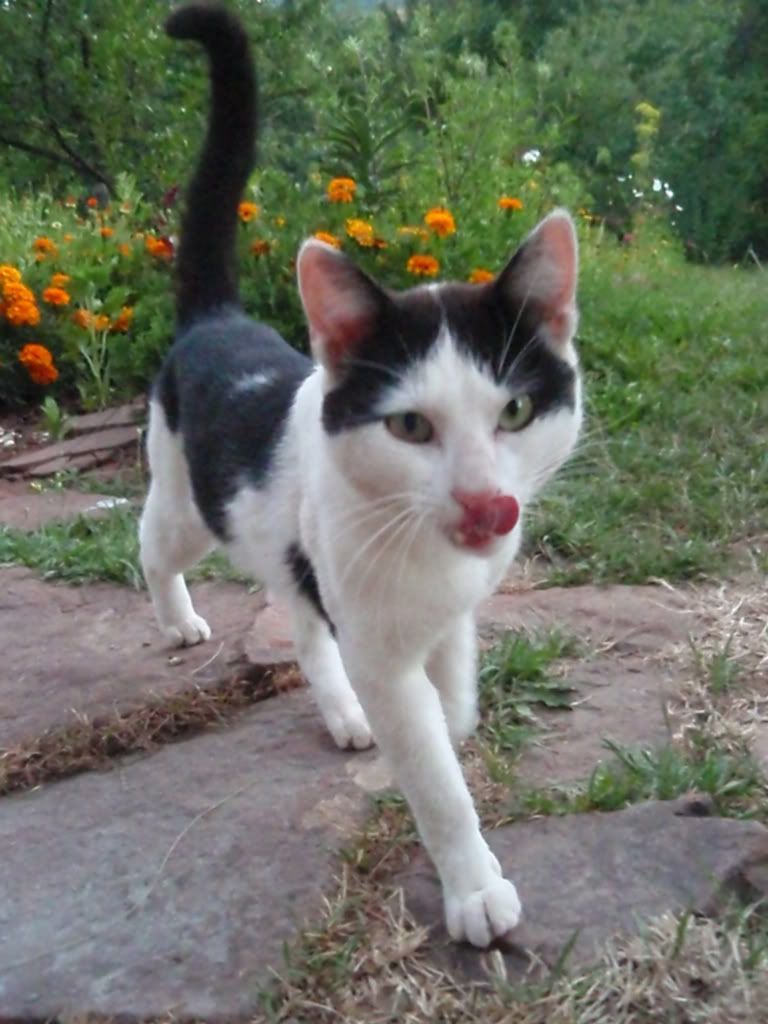 Качена снимка