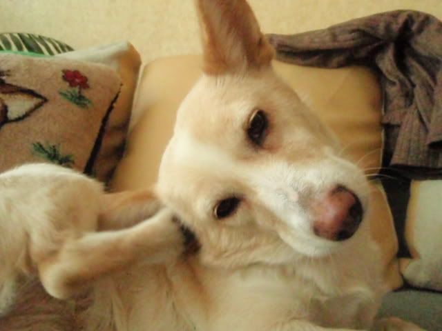 Качена снимка