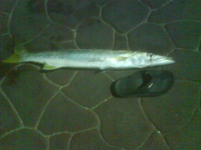 barracuda