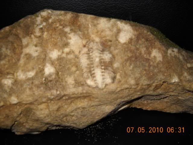 trilobite088-1.jpg