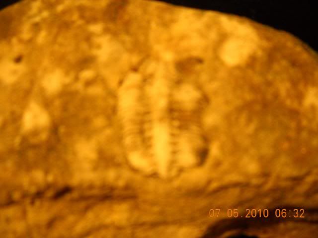 trilobite093-1.jpg