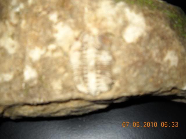 trilobite094.jpg