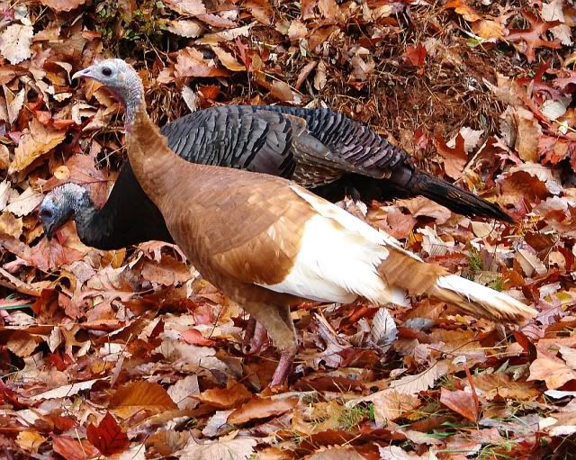 Bourbon Red or Jersey Buff Pictures, Images and Photos