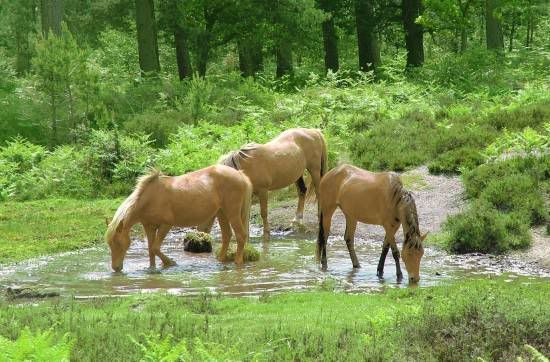 forest horses Pictures, Images and Photos