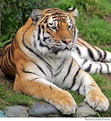 tatiana tiger