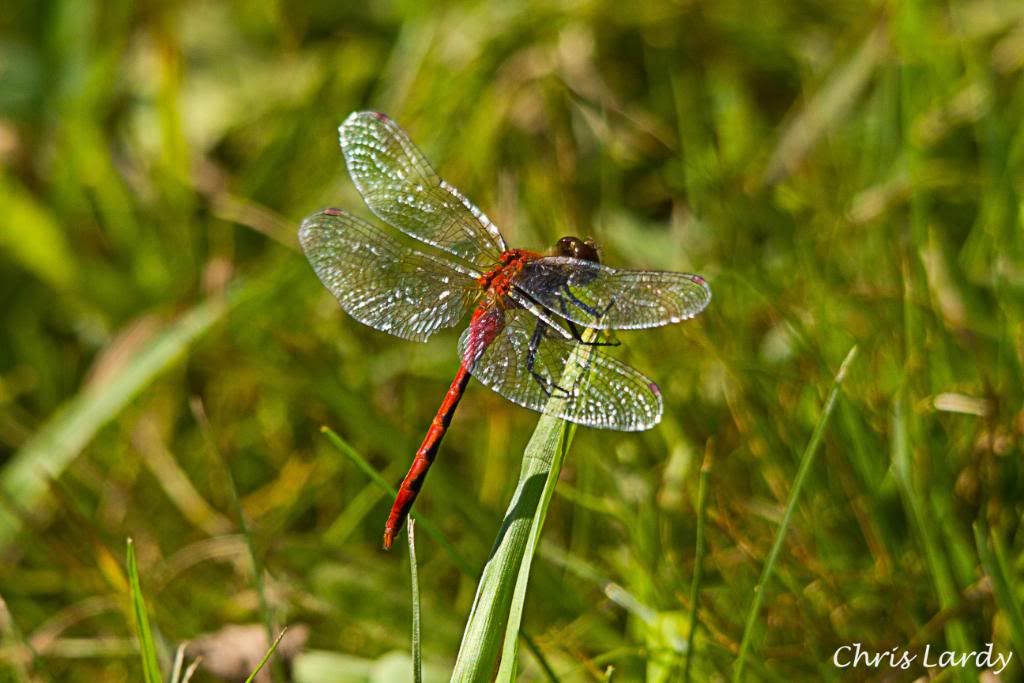 IMAGE: http://i252.photobucket.com/albums/hh36/itzmered/IMG_1847_edited-1.jpg