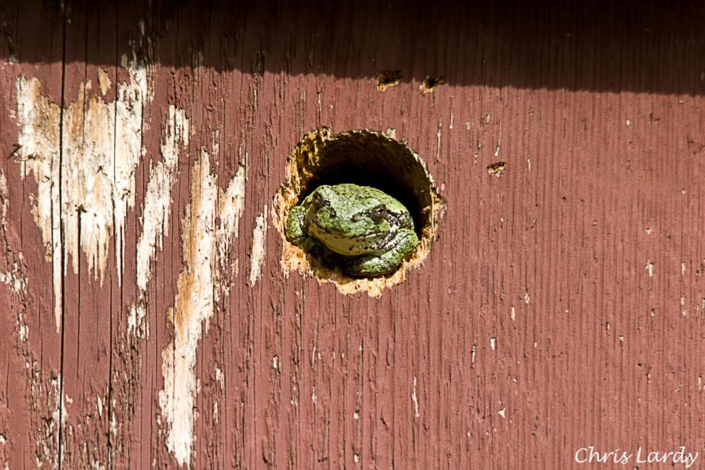 IMAGE: http://i252.photobucket.com/albums/hh36/itzmered/IMG_1854_edited-1.jpg