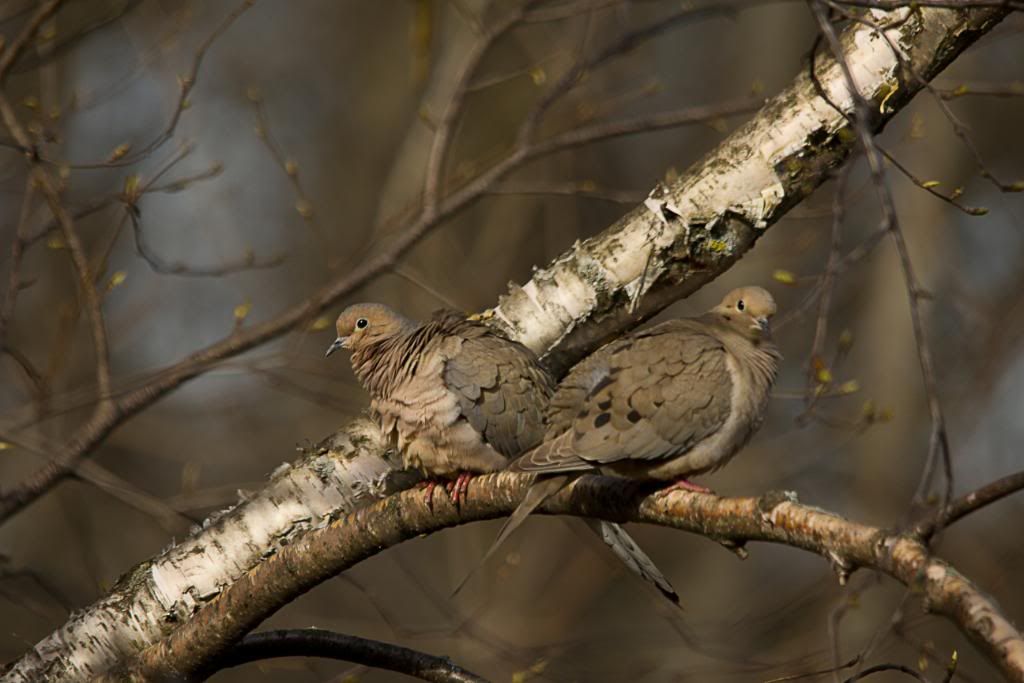 IMAGE: http://i252.photobucket.com/albums/hh36/itzmered/IMG_5998_edited-1.jpg