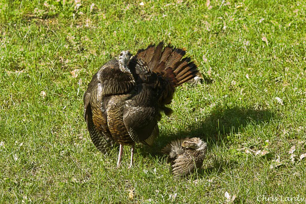 Wild Turkey Hen and Chicks Avian Avenue Parrot Forum