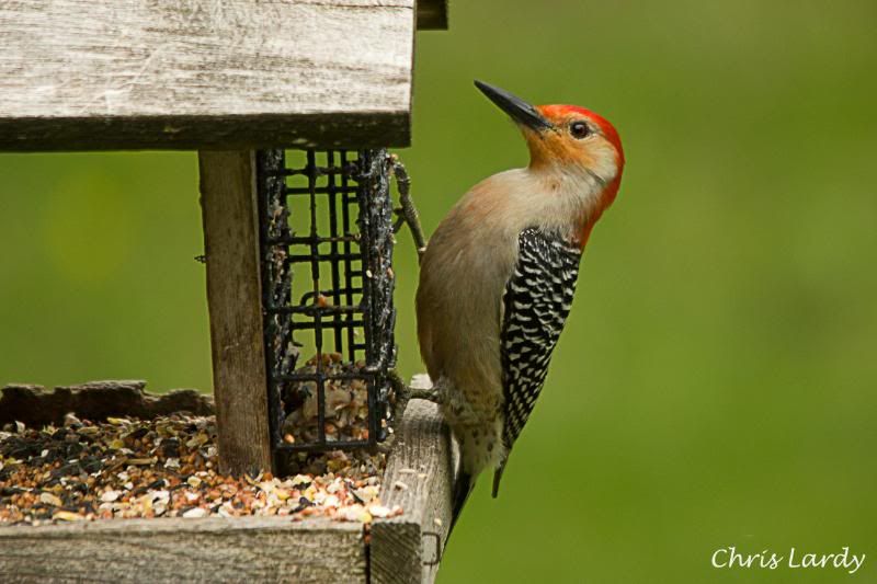 IMAGE: http://i252.photobucket.com/albums/hh36/itzmered/IMG_7196_edited-1.jpg