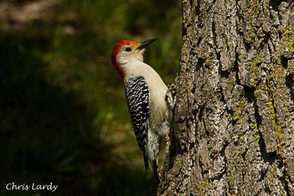 IMAGE: http://i252.photobucket.com/albums/hh36/itzmered/IMG_7630_edited-1.jpg