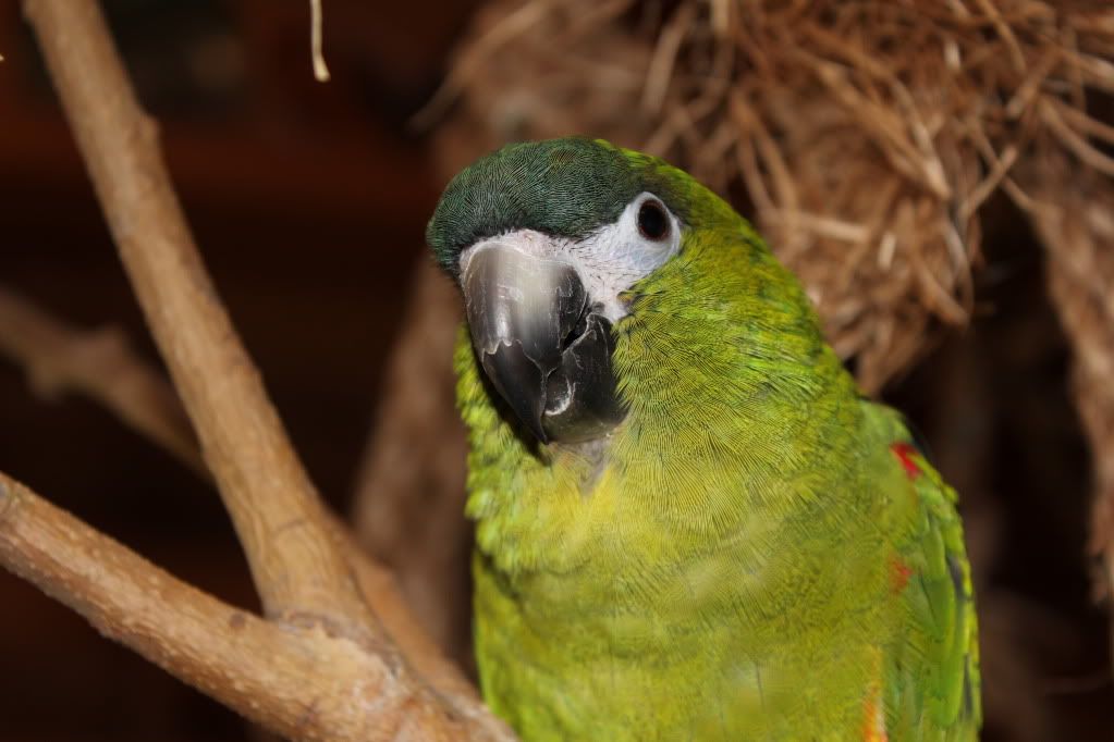 IMAGE: http://i252.photobucket.com/albums/hh36/itzmered/New%20camera%20test/IMG_0006.jpg