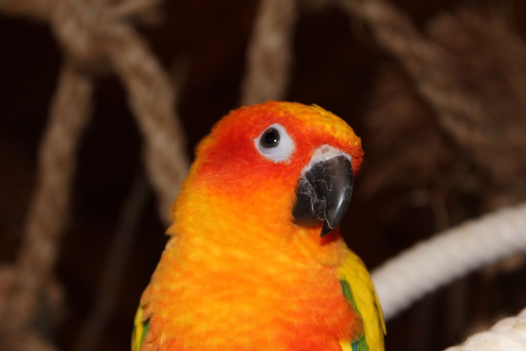 IMAGE: http://i252.photobucket.com/albums/hh36/itzmered/New%20camera%20test/IMG_0007.jpg