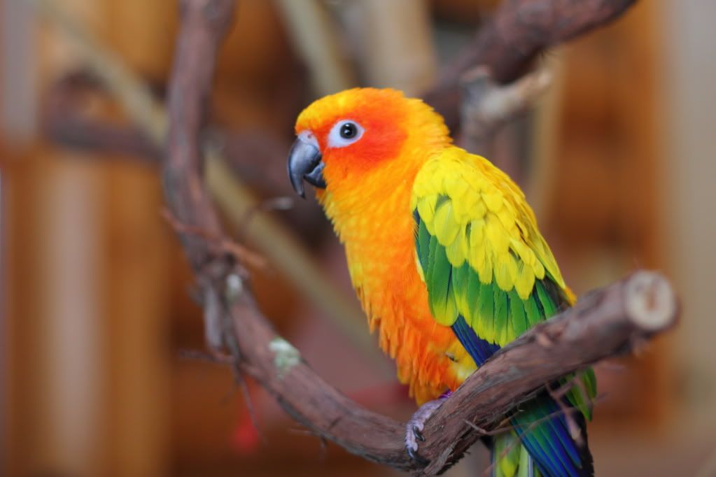 IMAGE: http://i252.photobucket.com/albums/hh36/itzmered/Tango/19af1e3c.jpg