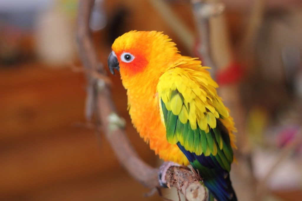 IMAGE: http://i252.photobucket.com/albums/hh36/itzmered/Tango/21da97e6.jpg