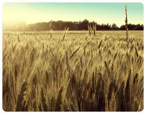 Wheat Field