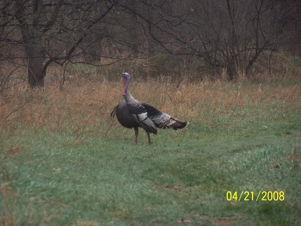 Gray Turkey? Michigan Sportsman Online Michigan Hunting and Fishing Resource