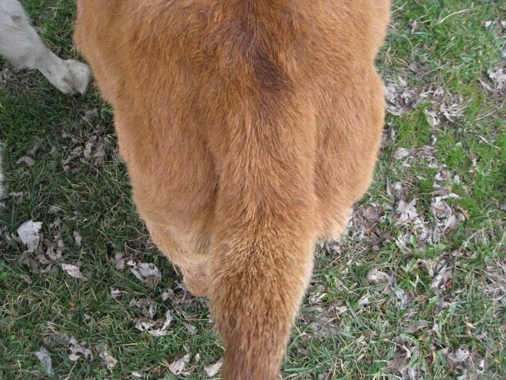 tail ligaments The Goat Spot Forum
