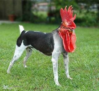 chickendog-1.jpg