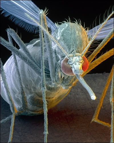 elmosquitodelafiebreamarilla.jpg