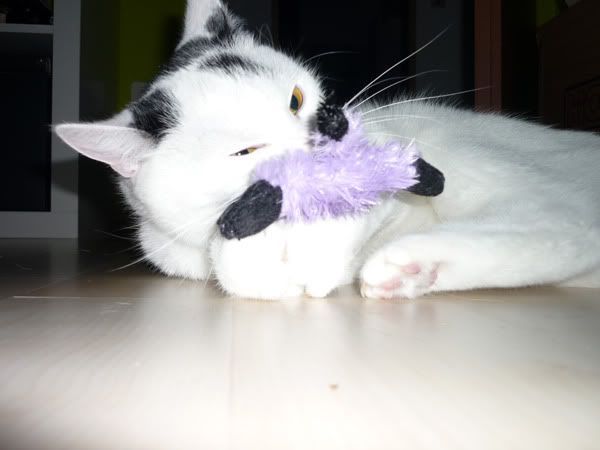 P1050283k1.jpg