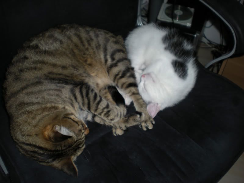 DSCN1919k1.jpg