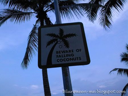 Beware of Falling Coconuts