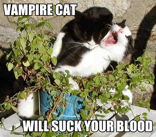 VampireCat.jpg