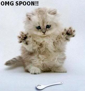 omg_spoon_cat.jpg