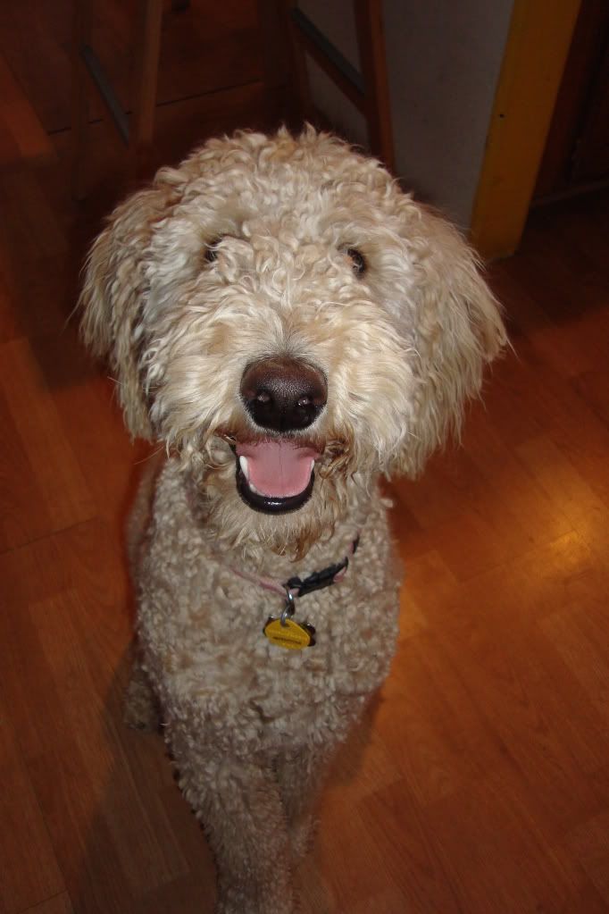 Labradoodle 2024 matted hair