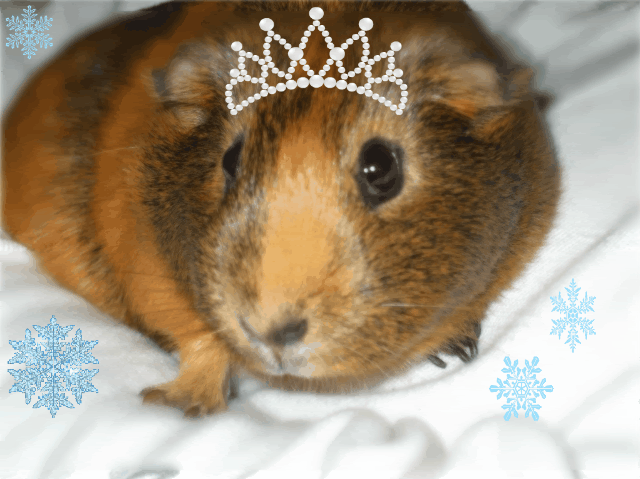 DSCF2274-1-1.gif