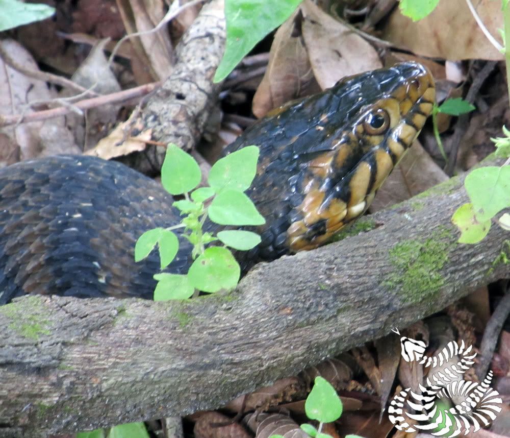 clearwater news snake escape