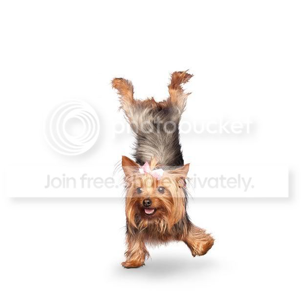 yogadogs12.jpg