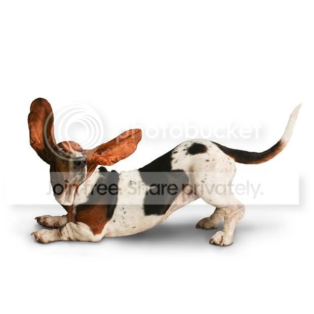 yogadogs13.jpg