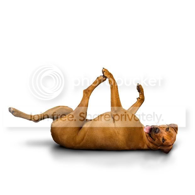 yogadogs14.jpg