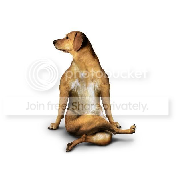 yogadogs15.jpg