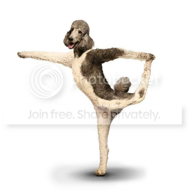 yogadogs18.jpg