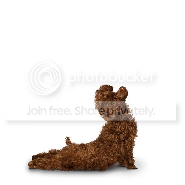 yogadogs19.jpg