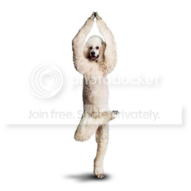 yogadogs20.jpg